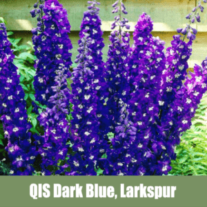 QIS Dark Blue, Larkspur, Delphinium consolida